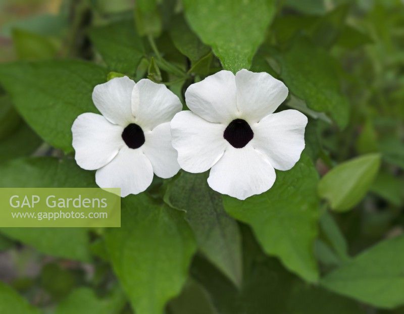 Thunbergia alata 'Suneyes white improved' - July