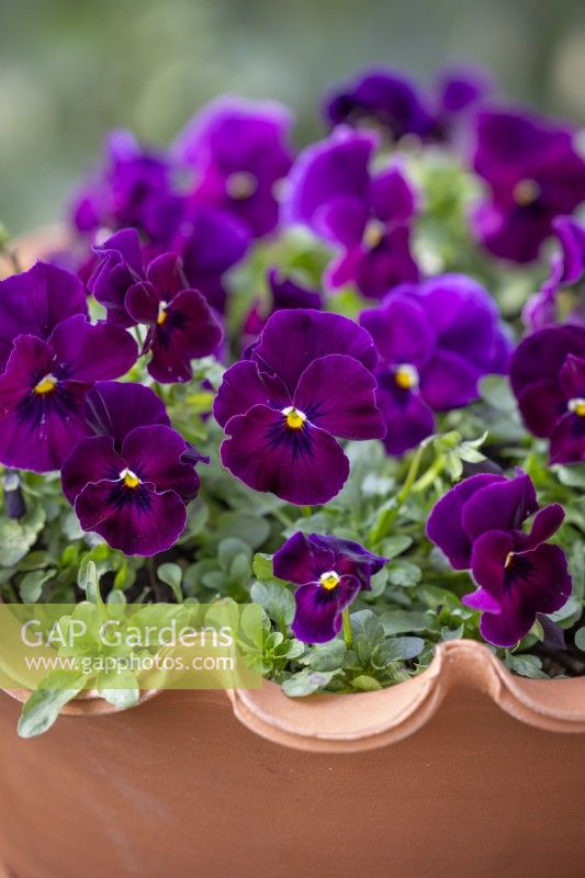 Viola x wittrockiana 'Coolwave Raspberry' - Pansy - in a scalloped edged terracotta pot