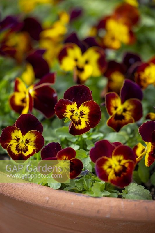 Viola x wittrockiana 'Coolwave Fire' - Pansy - in a terracotta pot