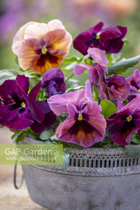 Pansy 'Matrix Rose Fire' in a large shallow zinc lattice topped container