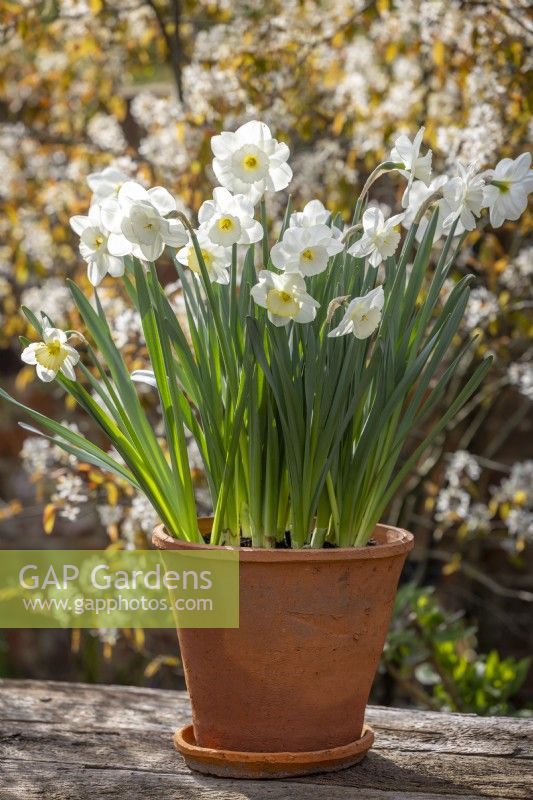 Narcissus 'Frosty Snow' in a terracotta pot.