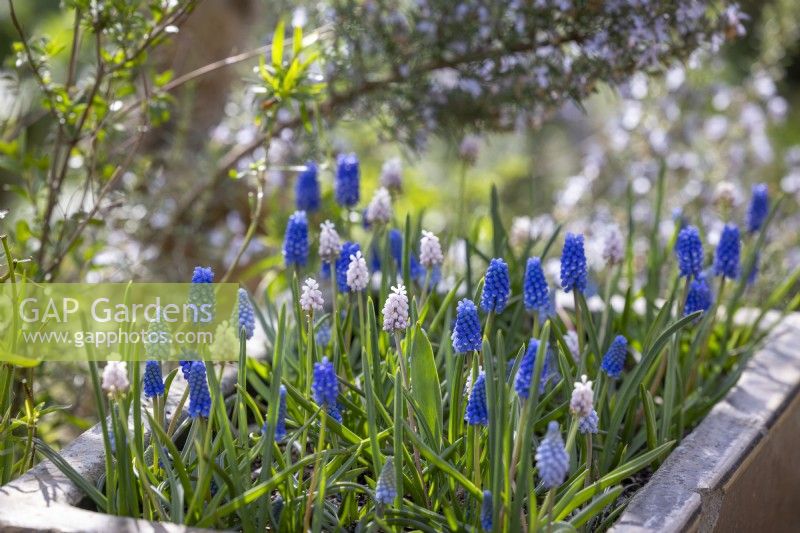 Muscari 'Pink Sunrise', Muscari armeniacum 'Valerie Finnis' and Muscari aucheri 'Blue Magic' growing in a stone trough - Grape hyacinths
