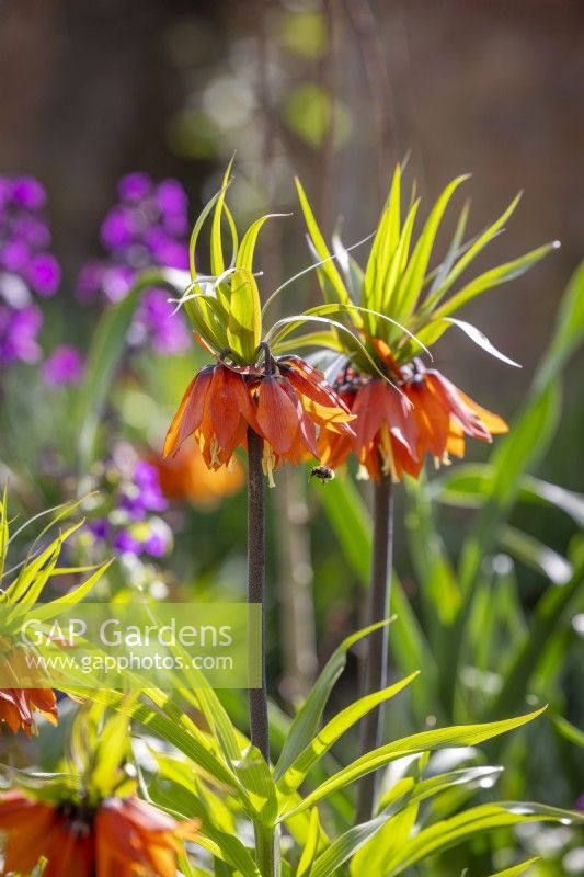 Fritillaria imperialis 'Orange Beauty' - Crown Imperial - with Lunaria annua 'Chedglow' - purple leaved honesty. With bee