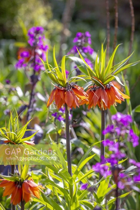 Fritillaria imperialis 'Orange Beauty' - Crown Imperial - with Lunaria annua 'Chedglow' - purple leaved honesty. With bee