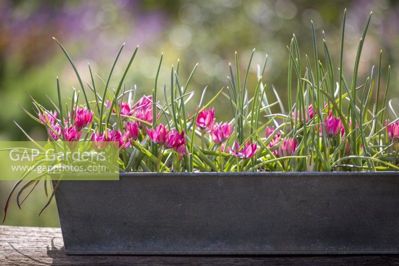 Tulipa hageri 'Little Beauty' in a metal window box
