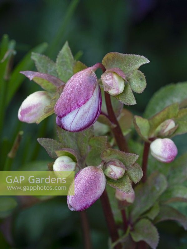 Helleborus 'Frostkiss'  buds after rain early March