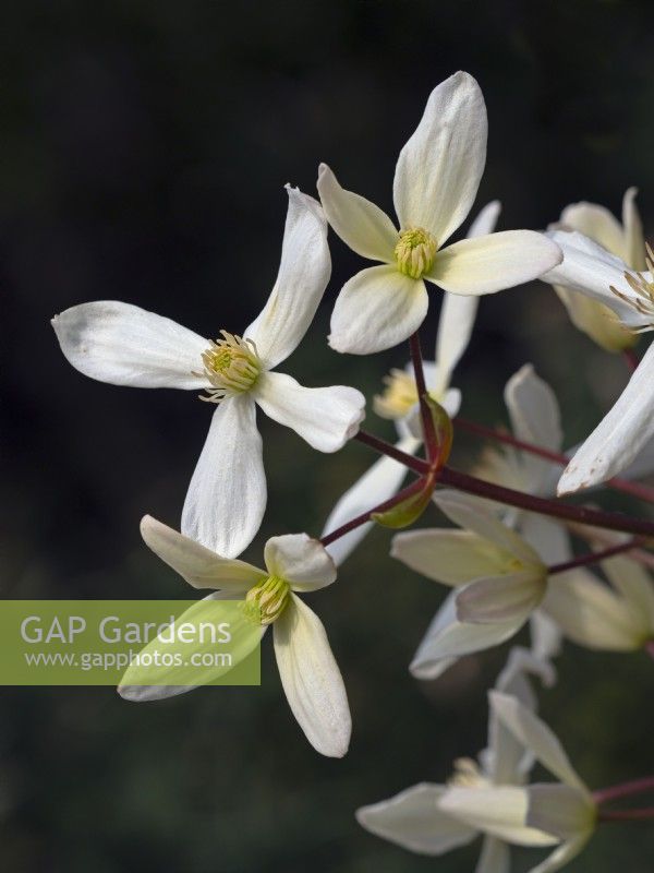Clematis armandii Armand clematis  March 