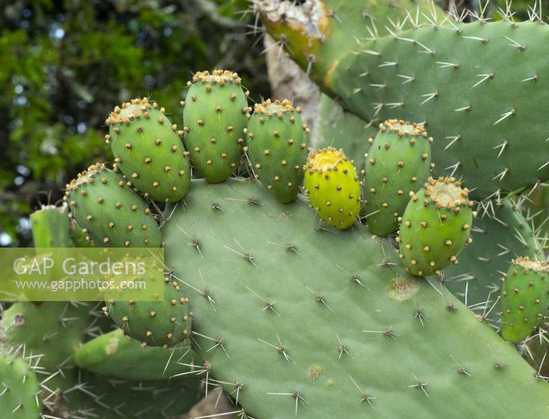 Opuntia stricta Prickly pear South Africa (non native)