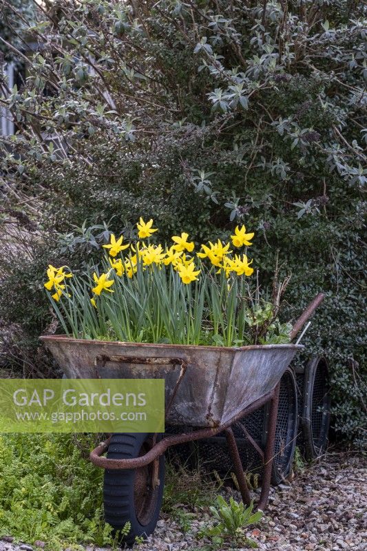 Old recycled wheel barrow used as a spring container, filled with daffodils