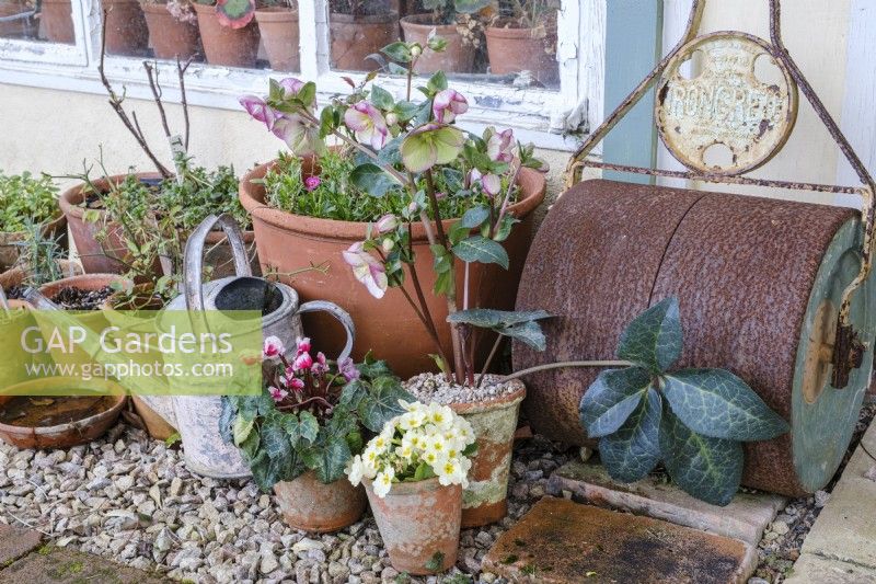 Hellebore, Cyclamen and Primrose in terracotta pots outside a back door, with a garden roller and old tin watering can
