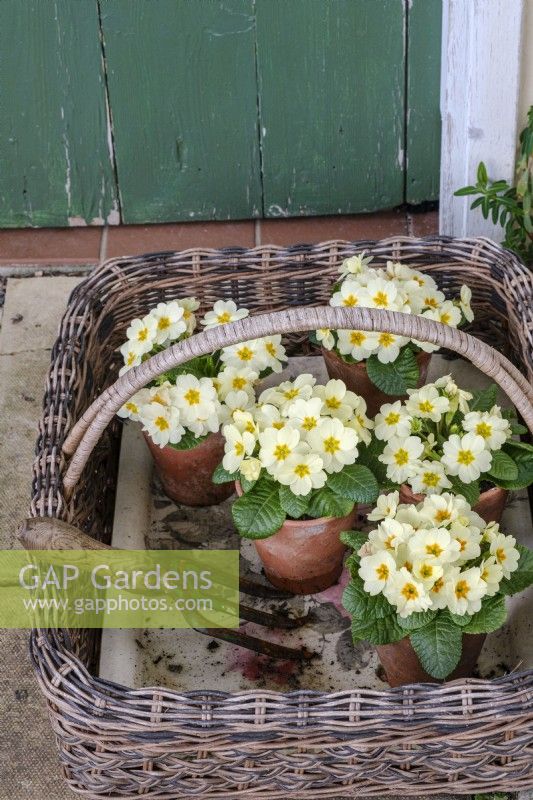 Trug filled with small terracotta pots of primrose in spring