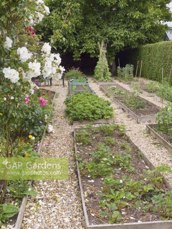 Vegetable garden with raised beds and shingle paths between