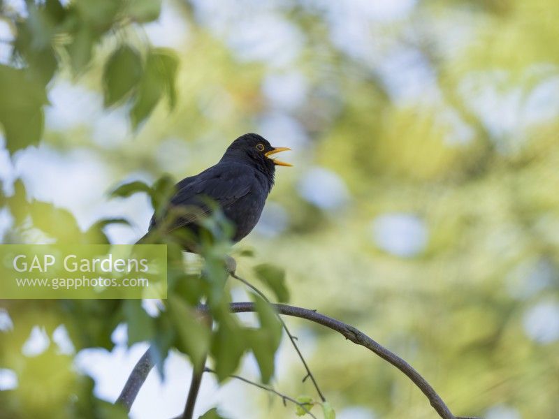 Turdus merula - Blackbird singing in birch tree