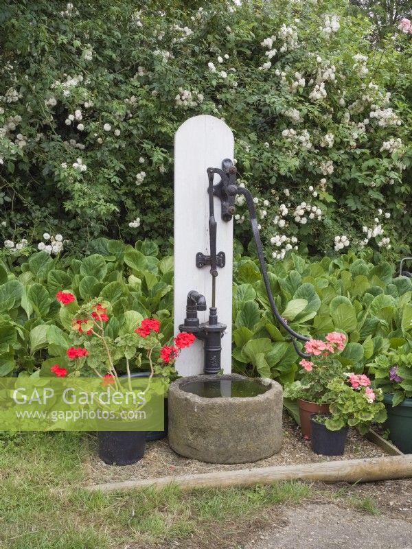 Old water pump and stone trough with potted Pelargoniums