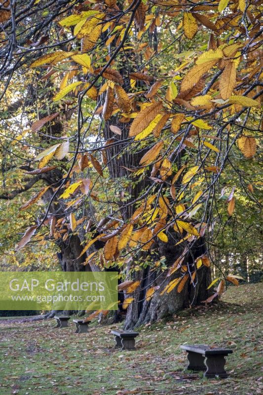 Castanea sativa, sweet chestnut in autumn, with benches beneath
