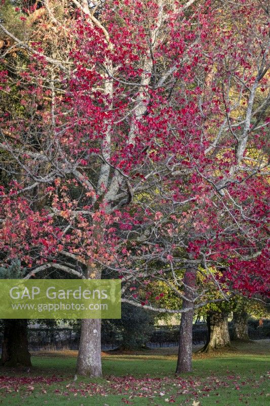 Liquidambar styraciflua trees in autumnal woodland garden