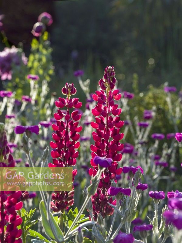 Lupinus 'The Pages' with Lychnis coronaria - Rose campion