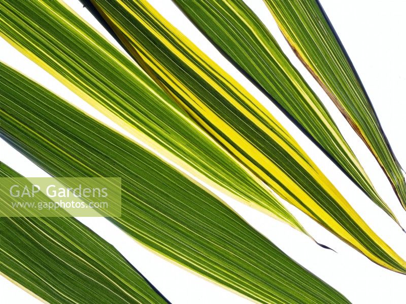 Phyllostachys aureosulcata - bamboo 
