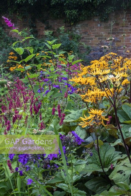 A colourful summer border at The Manor, Little Compton, with phlox, persicaria and ligularia.