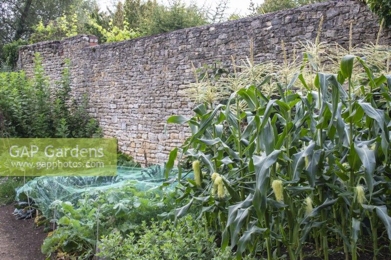 Brassicas under protective netting growing alongside sweetcorn at The Manor, Little Compton.