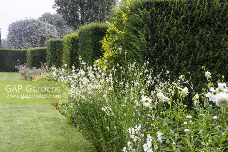 White planting as part of colour-themed borders divided by yew hedges at The Manor, Little Compton, Cotswolds. Plants in foreground Oenothera - Guara - with Antirrhinum majus 'Royal Bride' and Dahlia 'White Perfection'.