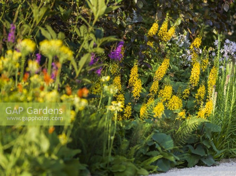 Ligularia 'Little Rocket', RHS Iconic Horticultural Hero Garden, Designer: Carol Klein, RHS Hampton Court Palace Garden Festival 2023