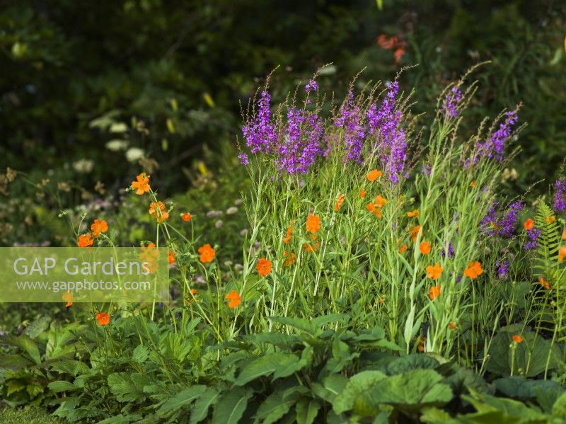 Lythrum salicaria and Geum in RHS Iconic Horticultural Hero Garden, Designer: Carol Klein, RHS Hampton Court Palace Garden Festival 2023