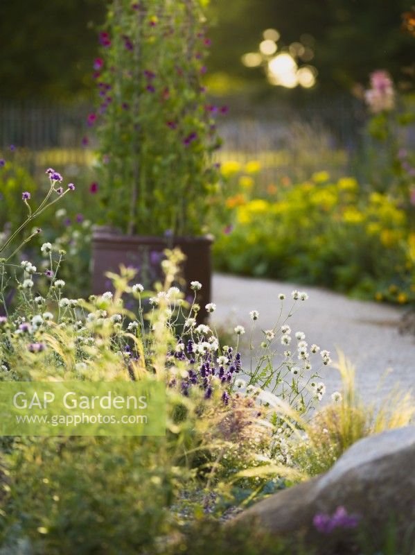 Galactites tomentosa 'Alba' and Stipa tenuissima in drought tolerant bed. RHS Iconic Horticultural Hero Garden, Designer: Carol Klein, RHS Hampton Court Palace Garden Festival 2023