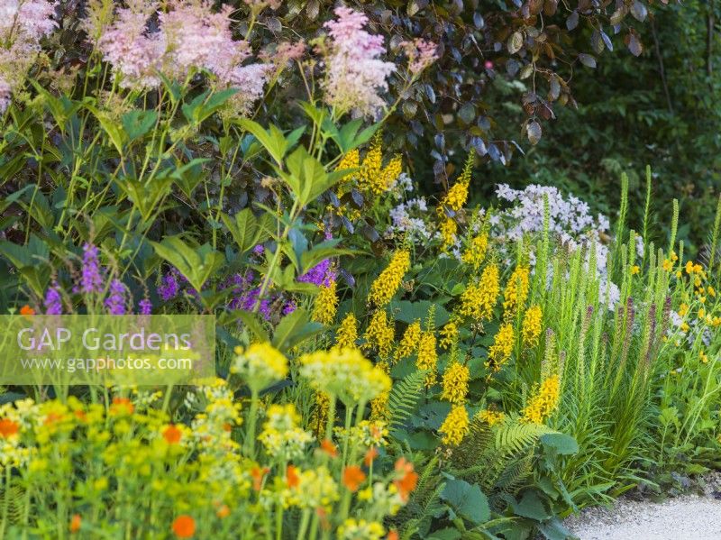 Ligularia 'Little Rocket'. RHS Iconic Horticultural Hero Garden, Designer: Carol Klein, RHS Hampton Court Palace Garden Festival 2023