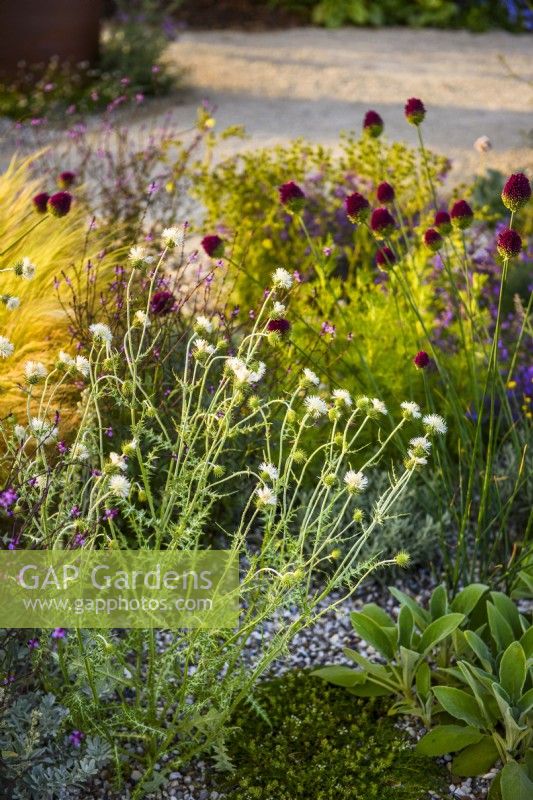 Galactites tomentosa 'Alba' in RHS Iconic Horticultural Hero Garden, Designer: Carol Klein, RHS Hampton Court Palace Garden Festival 2023