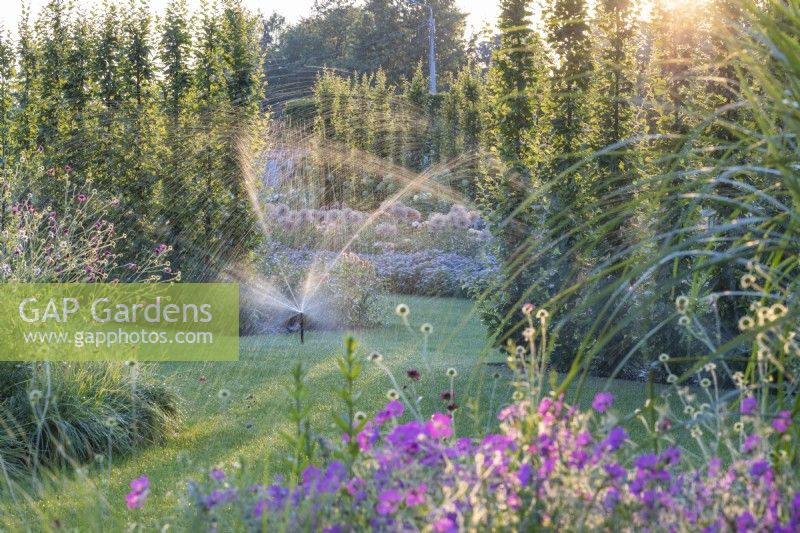 Automatic sprinklers placed in front of a hedge of Carpinus betulus 'Lucas' water the lawn on a summer evening
