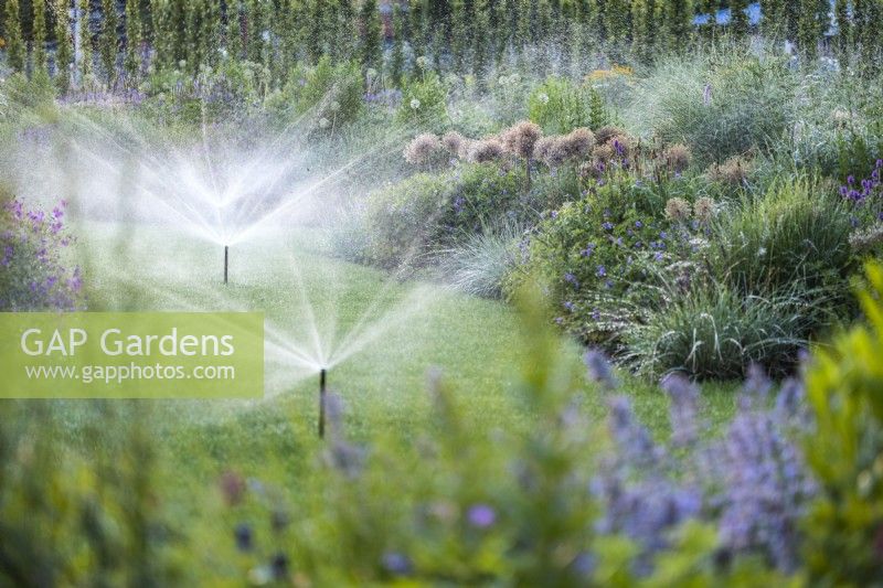Watering a lawn with automatic sprinklers between perennial beds