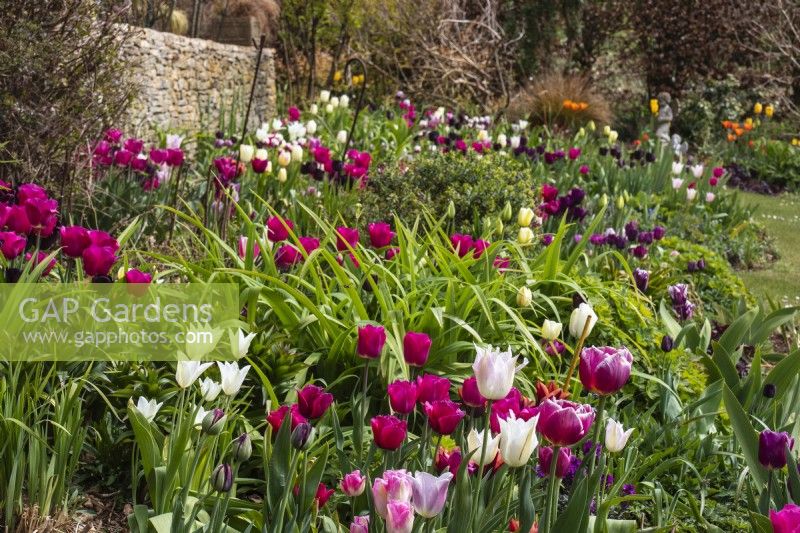 The long West Border at Trench Hill, Gloucestershire, planted with pink, white and purple tulips.