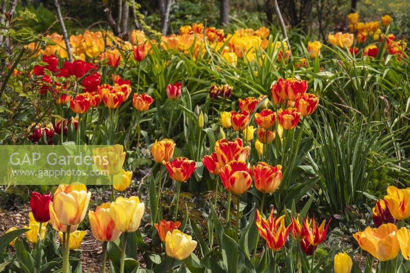 A spring display of mixed yellow, orange and red tulips at Trench Hill, Gloucestershire.