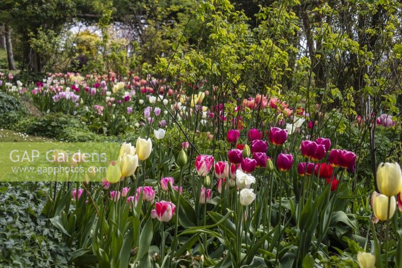 Tulips in pastel shades at Trench Hill, Gloucestershire.