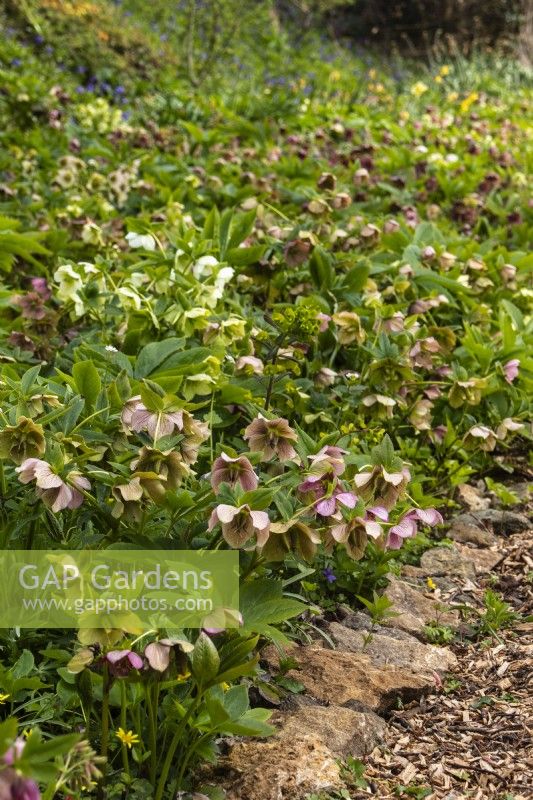 A border planted with mixed hellebores at Trench Hill, Gloucestershire