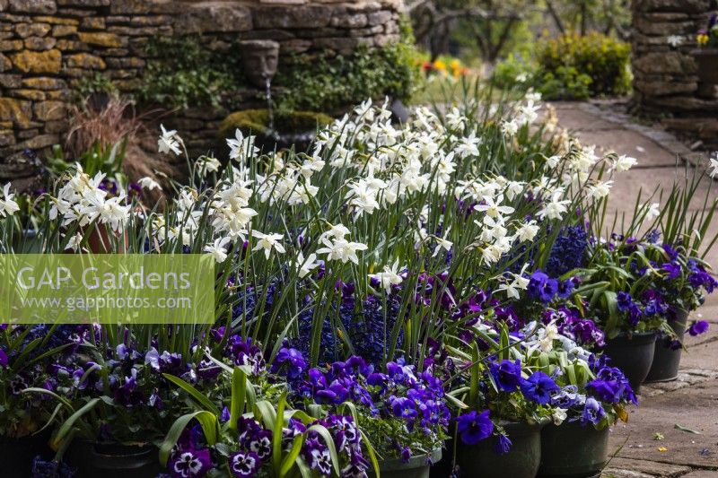 A display of black pots planted in purple and white with pansies, hyancinths, and Narcissus 'Thalia' at Trench Hill, Gloucestershire.