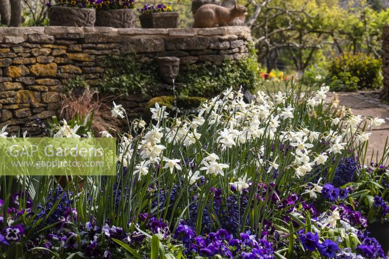 A spring container display in purple and white with violas, hyacinths and Narcissus 'Thalia' at Trench Hill, Gloucestershire.