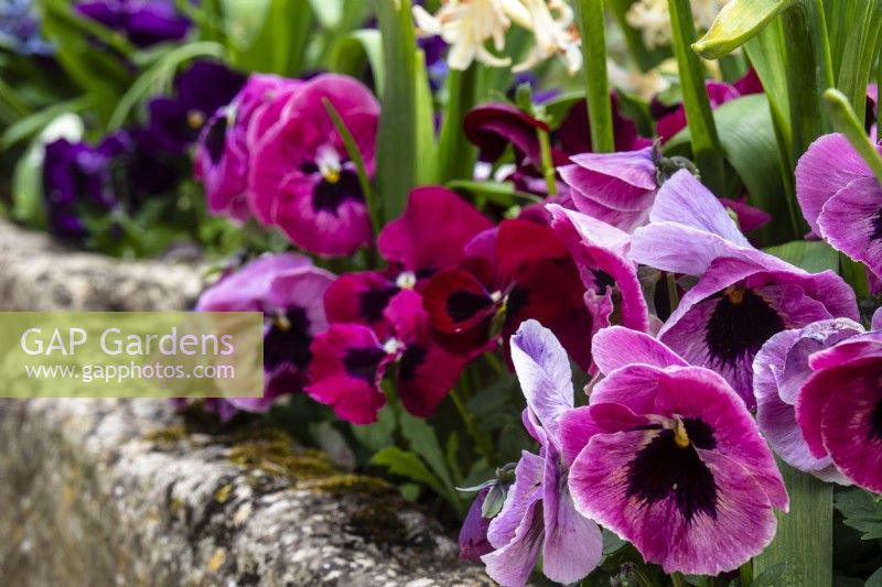 Pink pansies in a stone trough at Trench Hill, Gloucestershire