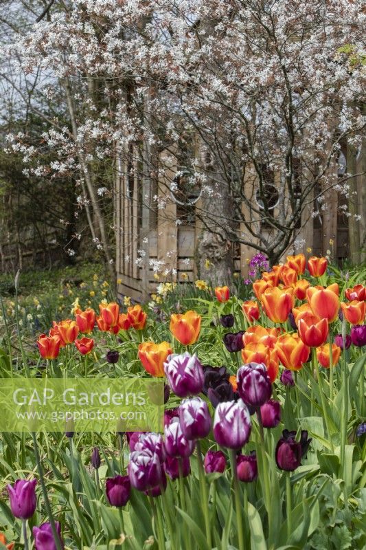 A spring display of tulips and amelanchier at Trench Hill, Gloucestershire