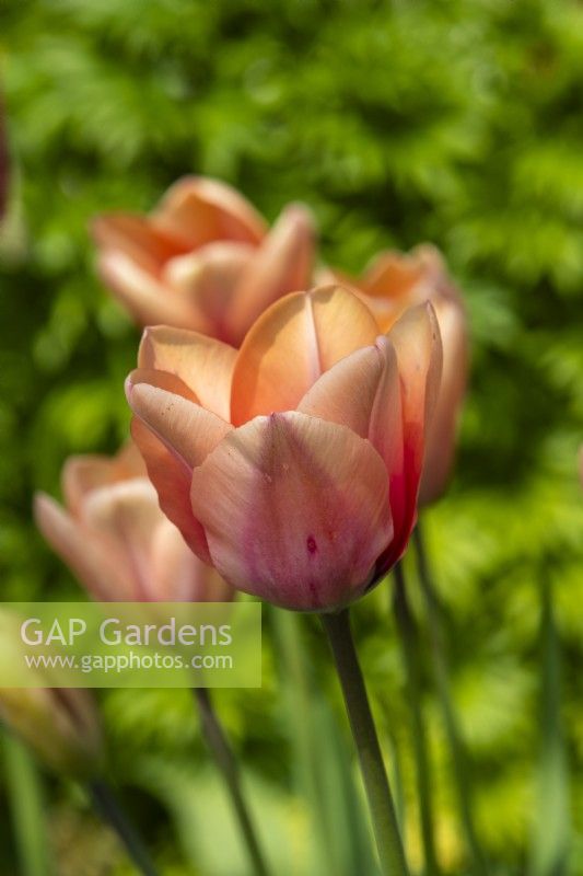 Peach tulips in the borders at Trench Hill, Gloucestershire.