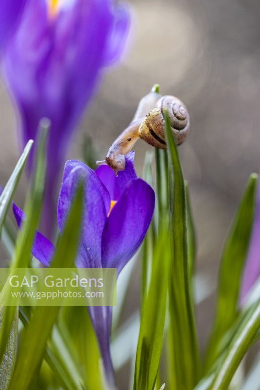 A snail feasting on a crocus petals