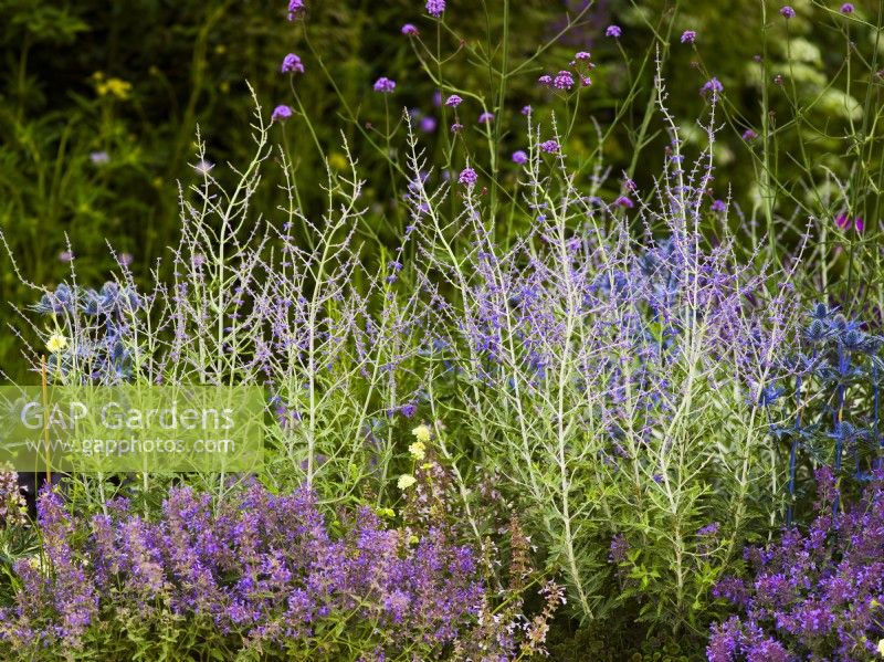 Perovskia atriplicifolia 'Blue Spire' in RHS Iconic Horticultural Hero Garden, Designer: Carol Klein, RHS Hampton Court Palace Garden Festival 2023