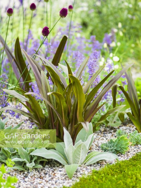 Eucomis foliage in a dry gravel bed with other drought-resistant perennials. RHS Iconic Horticultural Hero Garden, Designer: Carol Klein, RHS Hampton Court Palace Garden Festival 2023