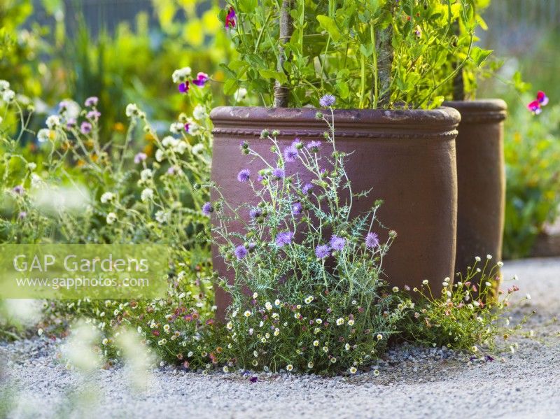 Galactites tomentosa and Erigeron karvinskianus 'Stallone' in front of the ceramic container.