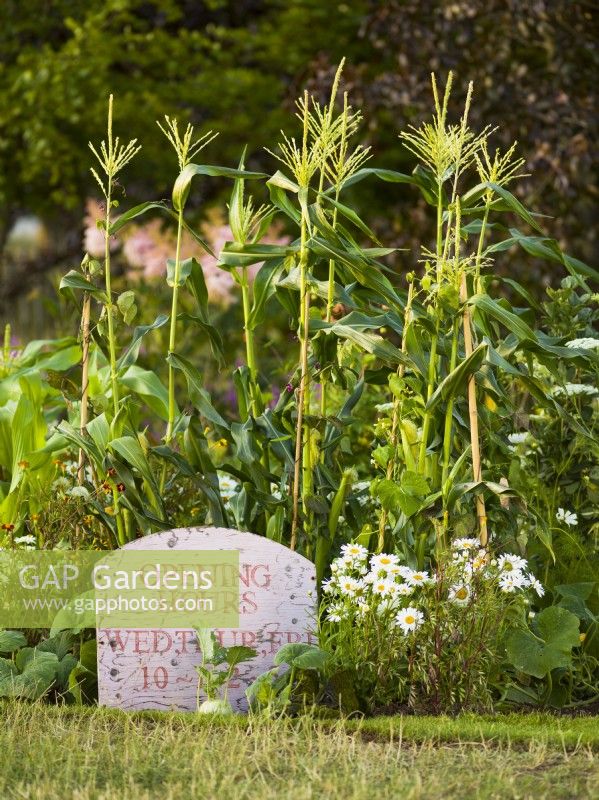 Sweet Corn Zea mays 'Swift' grow next to the opening hours sign. RHS Iconic Horticultural Hero Garden, Designer: Carol Klein, RHS Hampton Court Palace Garden Festival 2023
