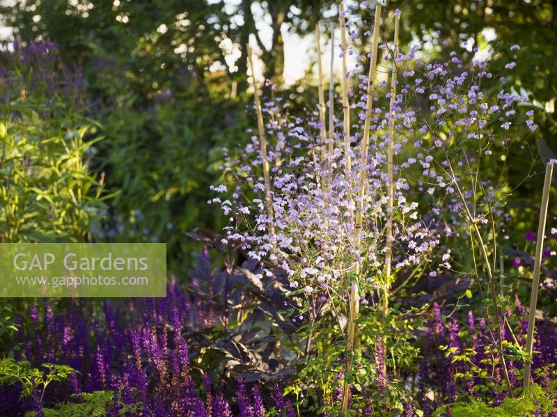 Thalictrum 'Splendide' and Salvia nemerosa  'Caradonna' in RHS Iconic Horticultural Hero Garden, Designer: Carol Klein, RHS Hampton Court Palace
