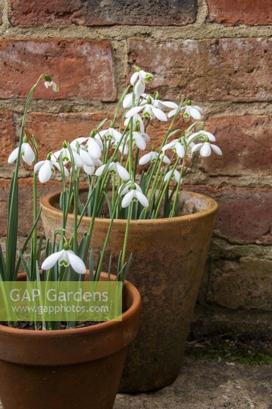 Snowdrops in terracotta pots against a reclaimed brick wall.