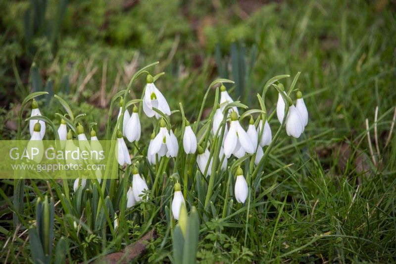 Galanthus 'James Backhouse' naturalised in grass.