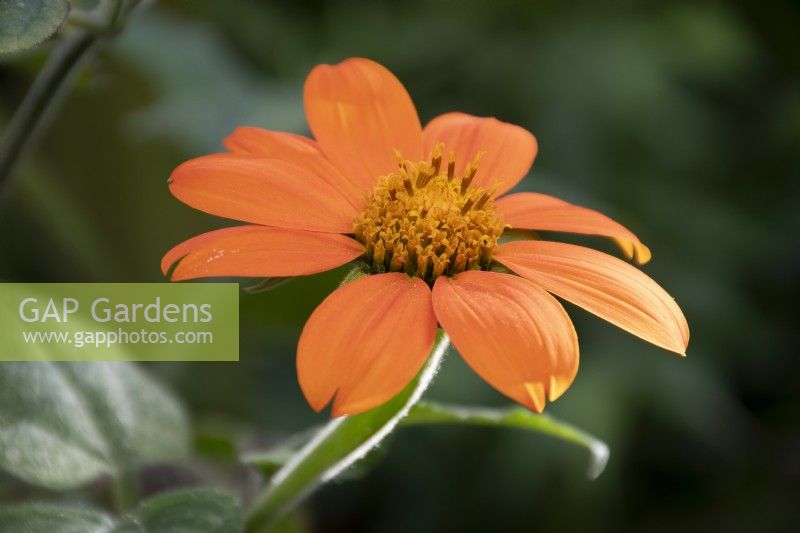 Tithonia 'Torch' - Mexican Sunflower - Summer